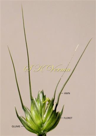  Spikelet